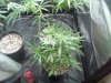 first upload 178.jpg