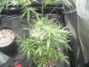 first upload 177.jpg