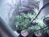 first upload 176.jpg