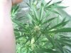 first upload 174.jpg