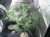first upload 172.jpg
