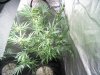 first upload 171.jpg