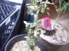 tentpics 010.jpg