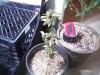 tentpics 011.jpg