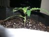 HOBBIT 2_10-28-12 2 @ 11 DAYS.jpg