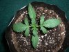 HOBBIT 3_10-28-12 1 @ 11 DAYS.jpg