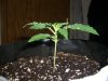 HOBBIT 3_10-28-12 2 @ 11 DAYS.jpg
