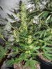 WhiteSirius day38 #1.jpg