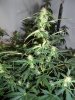 WhiteSirius day38 #2.jpg