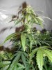 WhiteSirius day38 #3.jpg