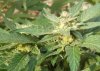 bud blow up.jpg