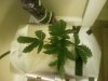 IMG_20171029_031057.jpg