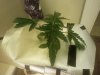 IMG_20171029_031042.jpg