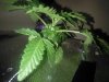 IMG_20171029_030959.jpg