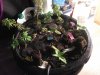 IMG_20170910_180537.jpg