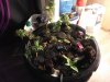 IMG_20170910_180527.jpg