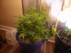 IMG_20171030_233531.jpg