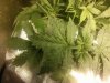 IMG_20171101_053517.jpg