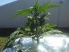 IMG_20171104_122530.jpg