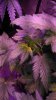 IMG_20171110_143954751.jpg