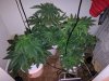 IMG_20171112_033449.jpg