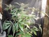 Mossys seeds 002.jpg