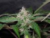 Mossys seeds 012.jpg