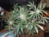 Mossys seeds 019.jpg