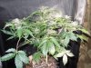 Mossys seeds 020.jpg