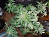 Mossys seeds 028.jpg