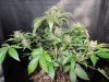Mossys seeds 033.jpg