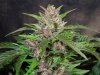 Mossys seeds 035.jpg