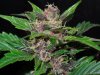 Mossys seeds 040.jpg