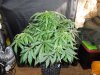 Mossys seeds 046.jpg