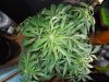 Mossys seeds 049.jpg
