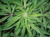 Mossys seeds 051.jpg