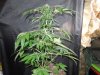 Mossys seeds 063.jpg
