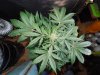 Mossys seeds 071.jpg
