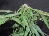 Mossys seeds 068.jpg