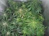 Mossys seeds 072.jpg