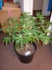 DSCN0806.jpg