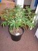 DSCN0807.jpg