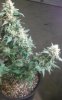 DSCF4391.jpg