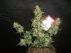 DSCF4394.jpg