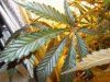 Mossys seeds 027.jpg