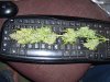 100_8277.jpg