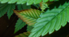 White Widow.png