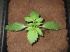 12 days AvT +CDLC 003.JPG