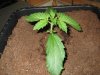 12 days AvT +CDLC 004.JPG