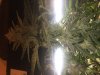 IMG_0913.JPG